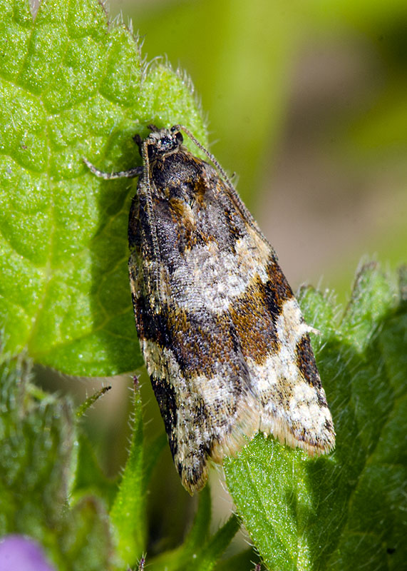 Tortricidae - Argyrotaenia ljungiana